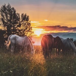 Meet your Posher, Zoe